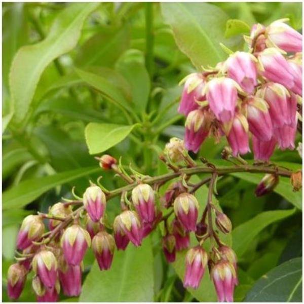 Pieris 'Passion®