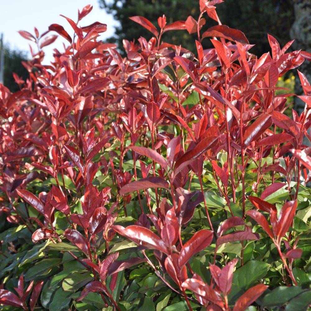 Photinia Red Select