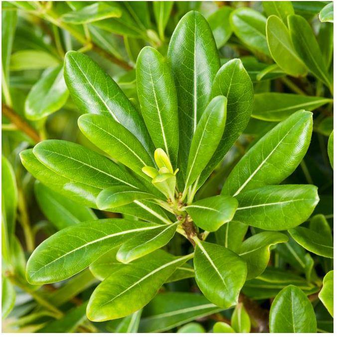 Pittosporum tobira nain - Image 4