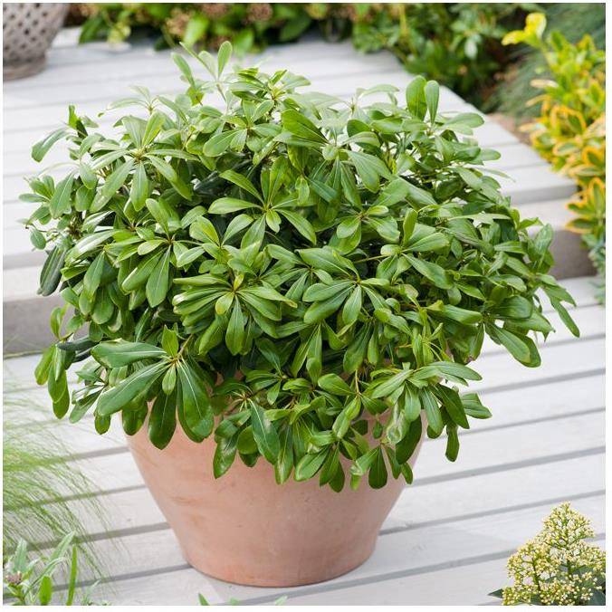 Pittosporum tobira nain - Image 3