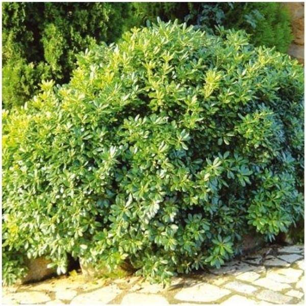 Pittosporum tobira nain - Image 2