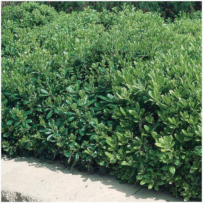 Pittosporum tobira nain - Image 1