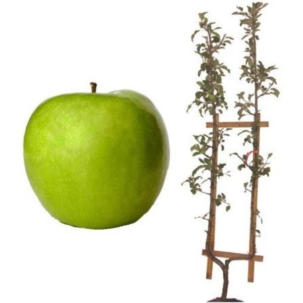 Pommier 'Granny Smith' : taille en palmette U - Image 3