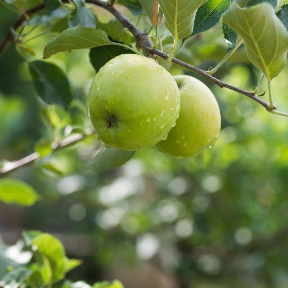 Pommier 'Granny Smith' : taille en palmette U - Image 1