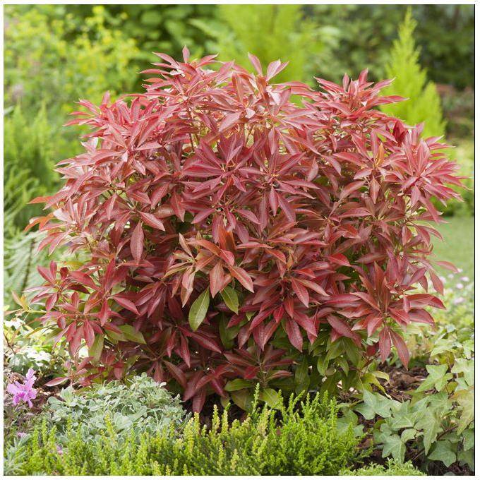 Pieris 'Mountain Fire' - Image 3
