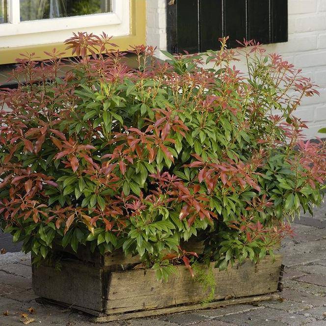 Pieris 'Mountain Fire' - Image 4