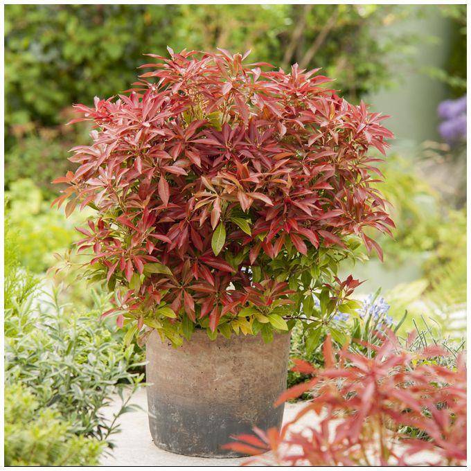 Pieris 'Mountain Fire' - Image 6