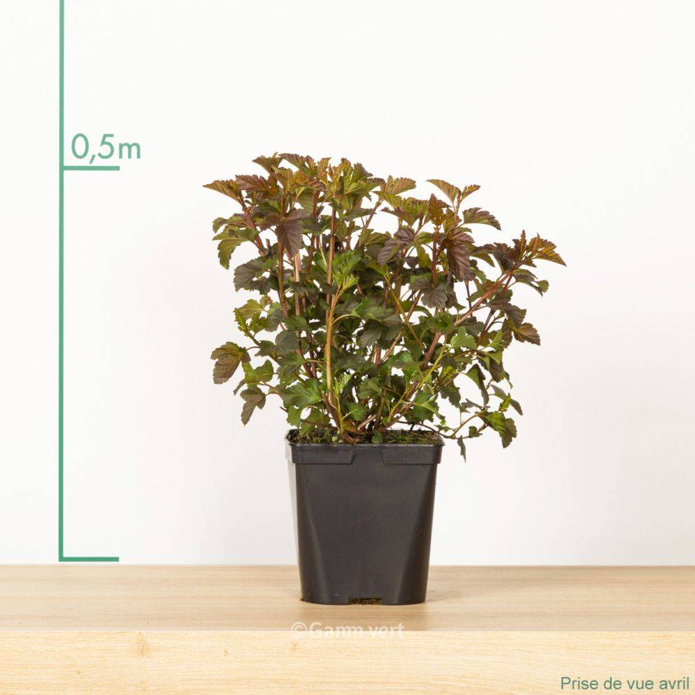 Physocarpus 'Diabolo' - Image 3