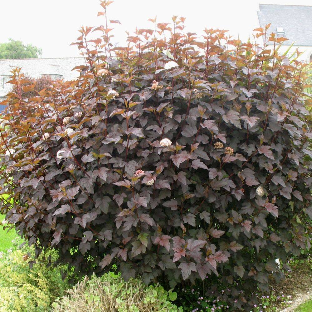 Physocarpus 'Diabolo'