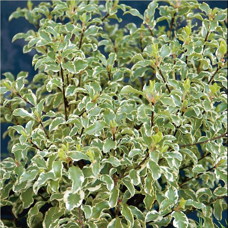 Pittosporum tenuifolium 'Variegatum'