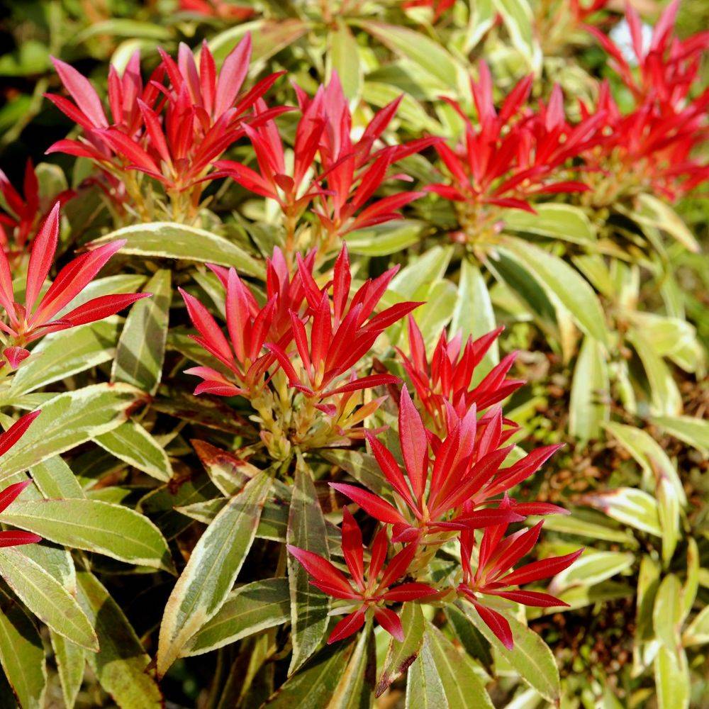 Pieris 'Flaming silver'