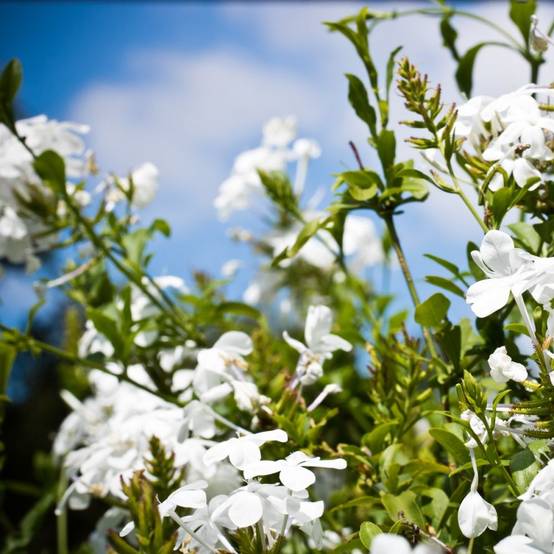 Plumbago blanc du cap - Image 1