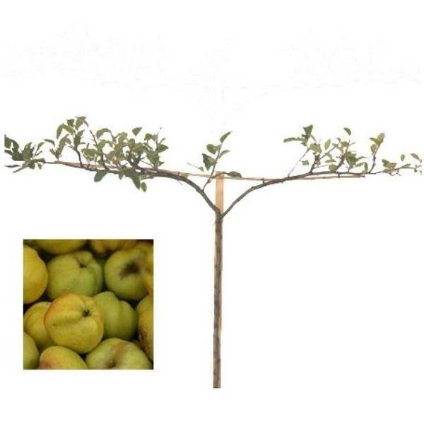 Pommier 'Calville Blanc': taille en cordon double 0,39 - Image 1