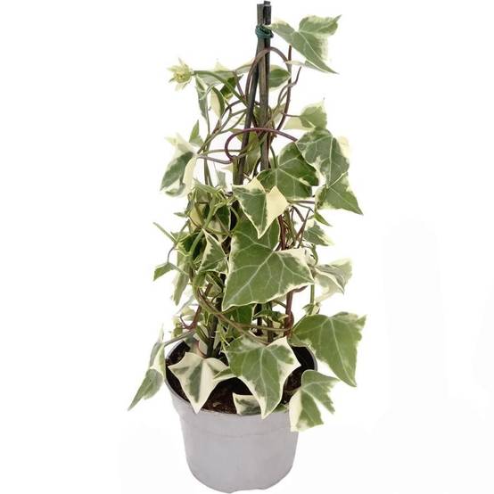 Senecio macroglossus