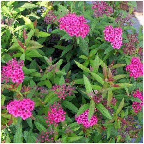 Spirée japonaise 'Anthony Waterer'