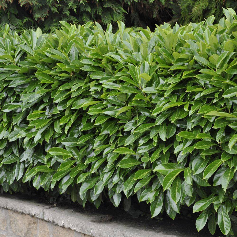 Laurier palme 'Caucasica'
