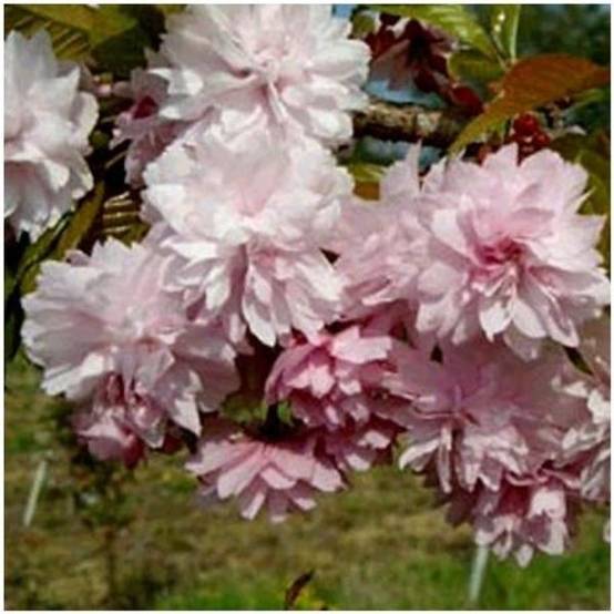 Cerisier à fleurs pleureur 'Kiku Shidare Sakura'