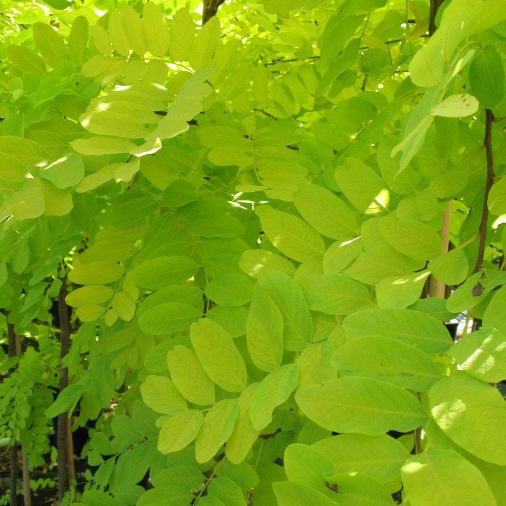 Robinier faux-acacia 'Frisia' - Image 1