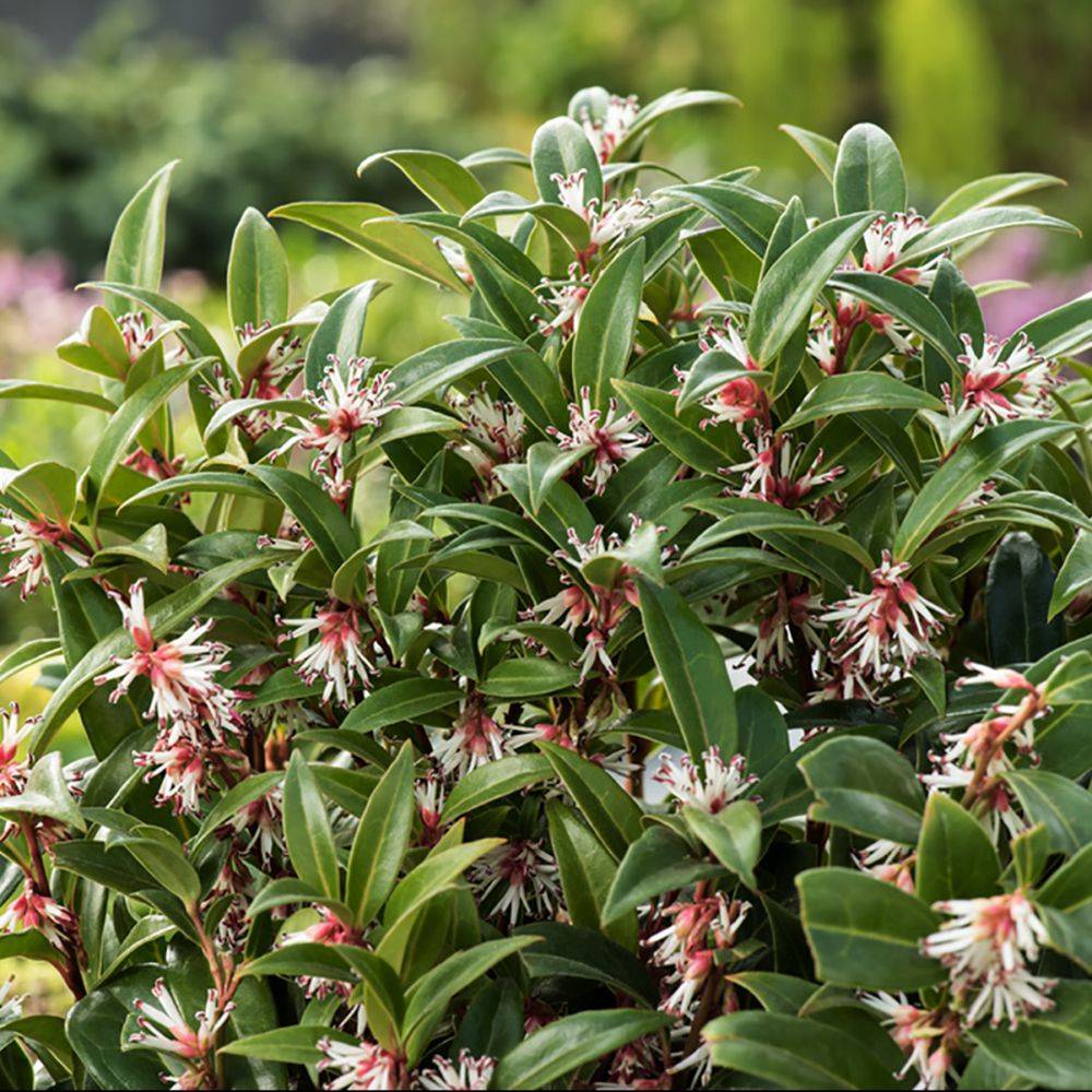 Sarcococca Winter Gem