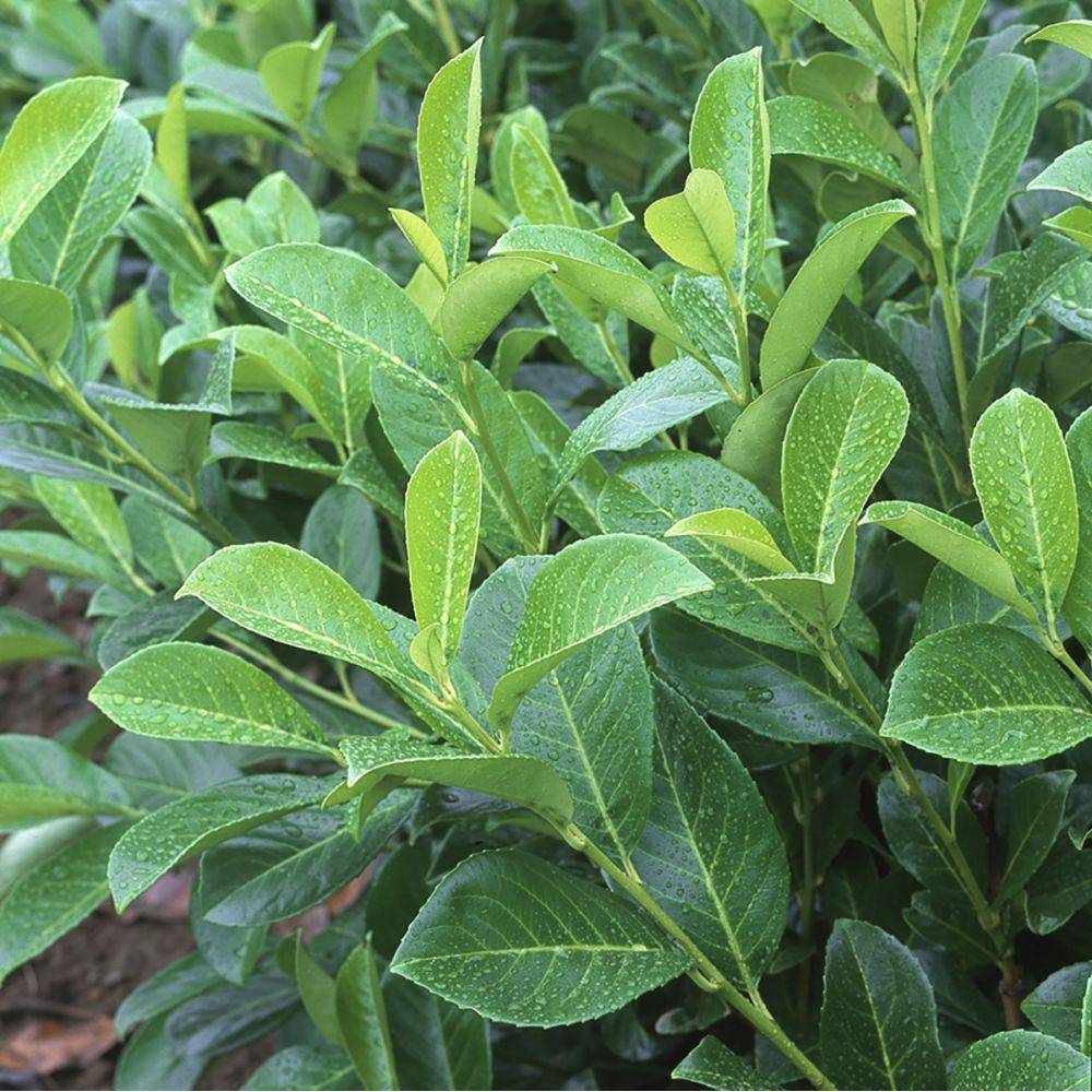 Laurier palme 'Rotundifolia'