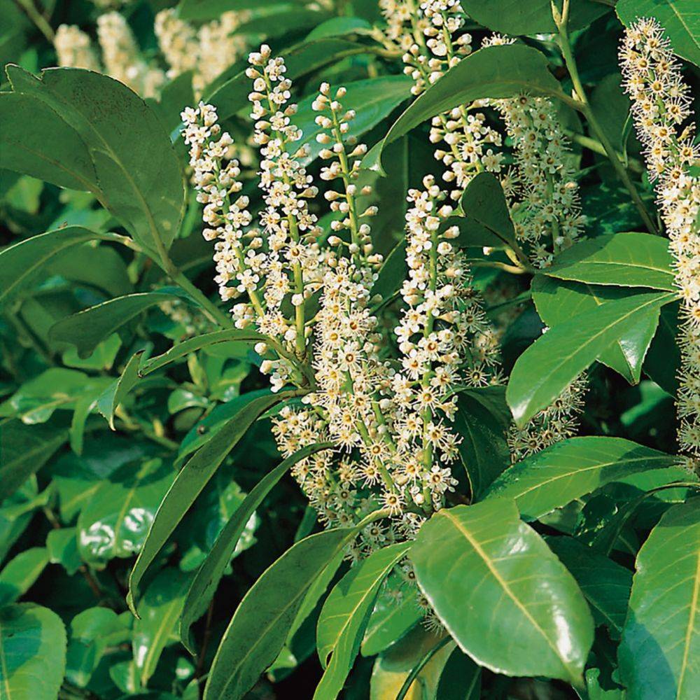 Laurier palme 'Rotundifolia' - Imagen 2