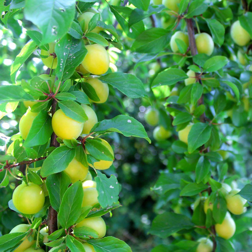 Prunier 'Coe's Golden drop' : taille en gobelet - Image 1