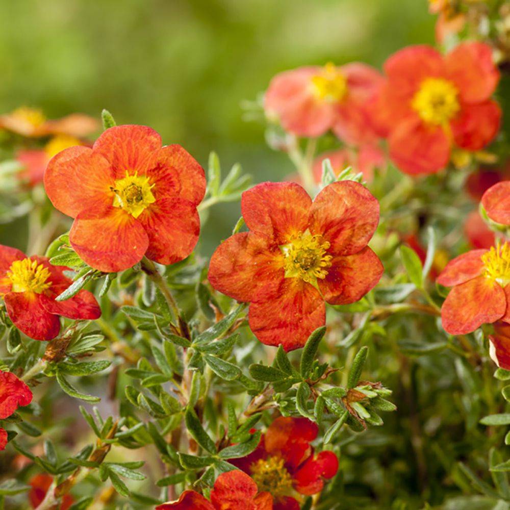 Potentille fructicosa Red Joker
