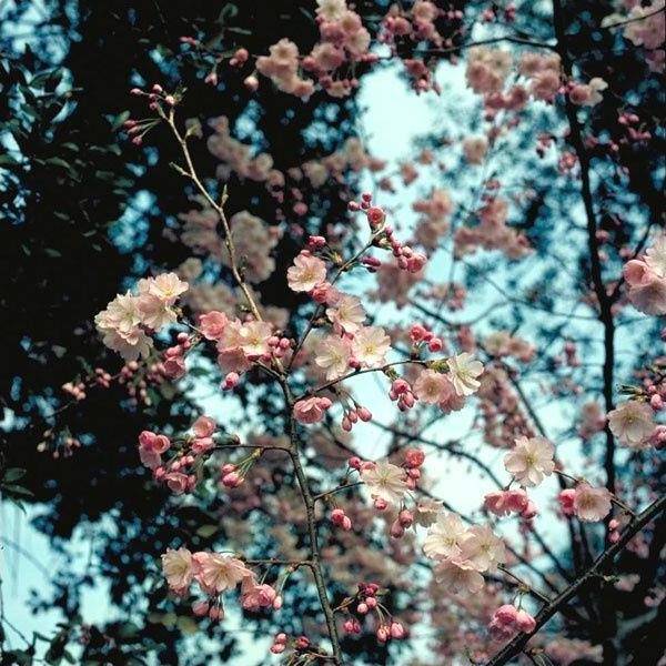 Cerisier à fleurs japonais 'Accolade'
