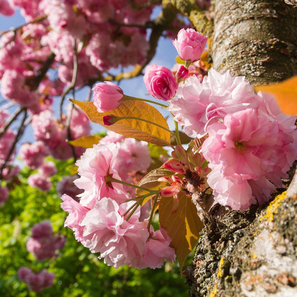 Cerisier à fleurs du Japon 'Kanzan' - Image 5