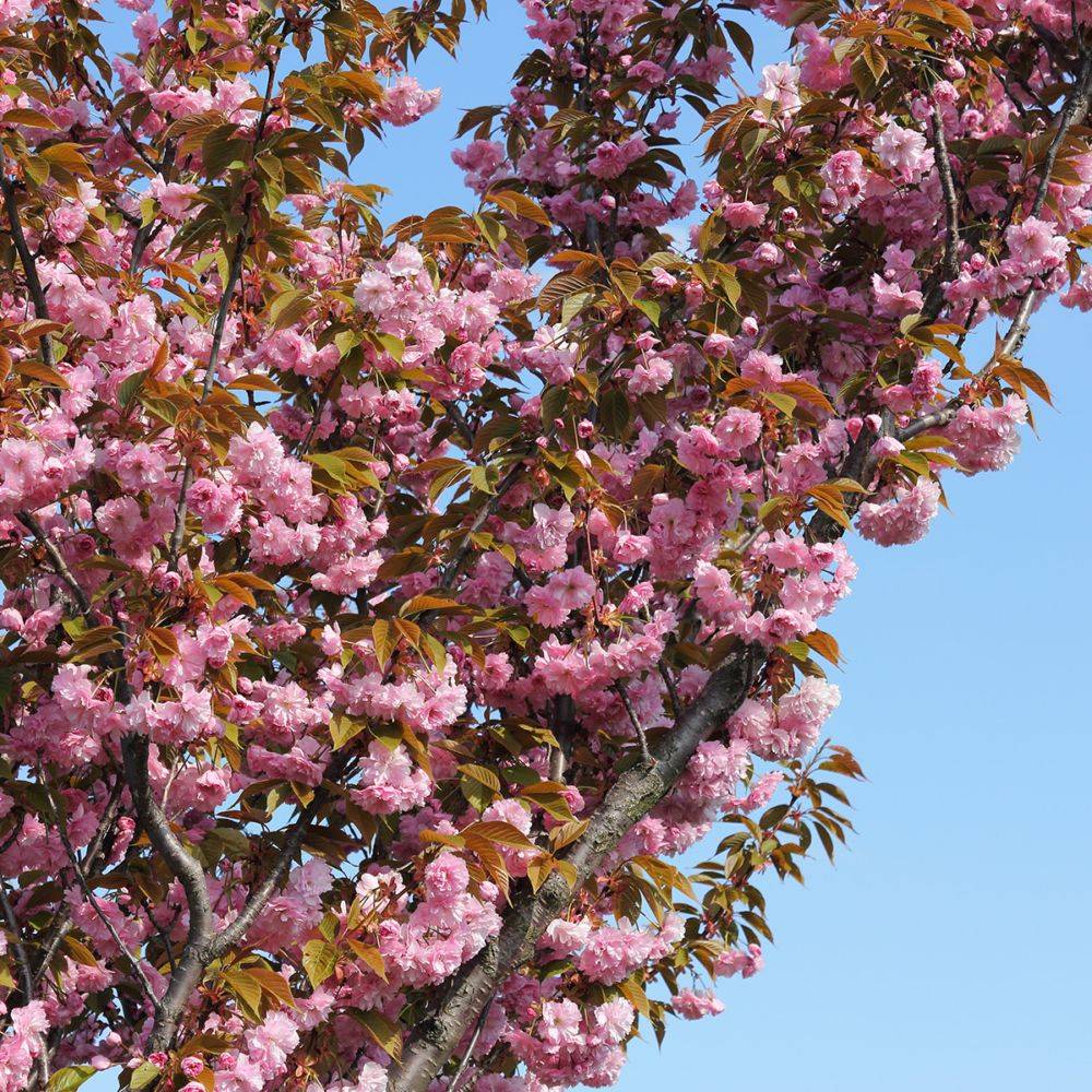 Cerisier à fleurs du Japon 'Kanzan' - Image 3