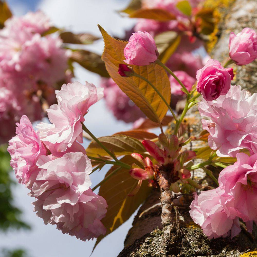 Sitemapcdatahttpswen2windecoocomcerisier Du Japon Jardilandnull