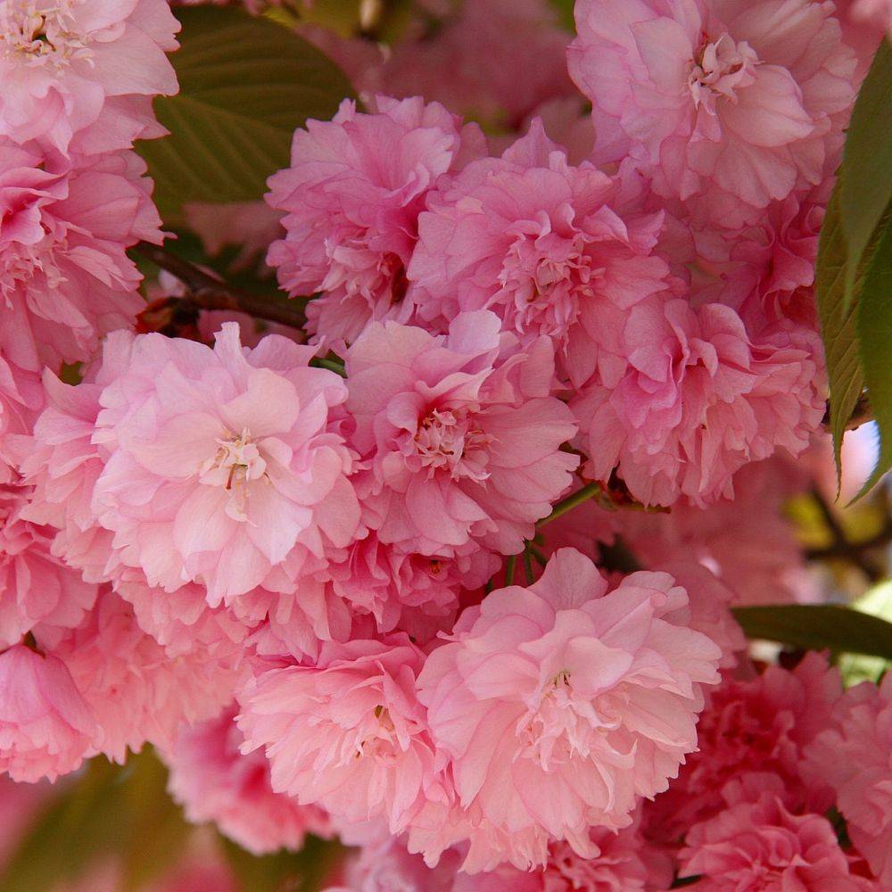 Sitemapcdatahttpswweinfbizidcerisier Du Japon Jardiland