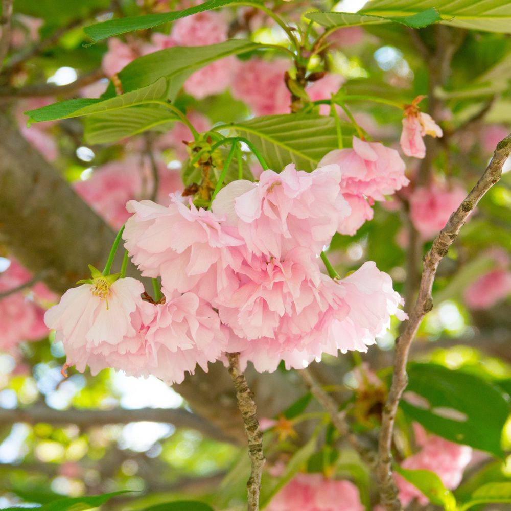 Cerisier à fleurs du Japon 'Kanzan' - Image 7