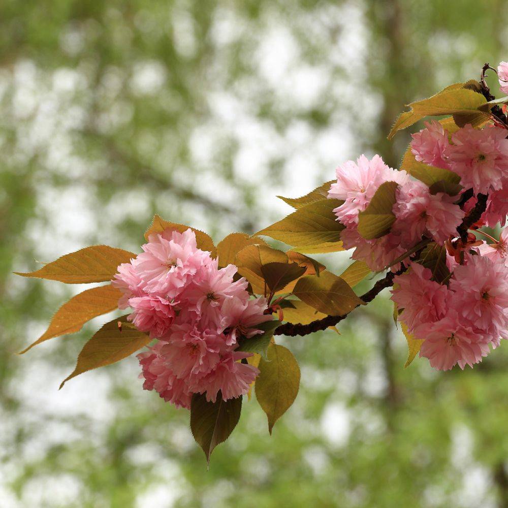Sitemapcdatahttpswweinfbizidcerisier Du Japon Jardilandnull