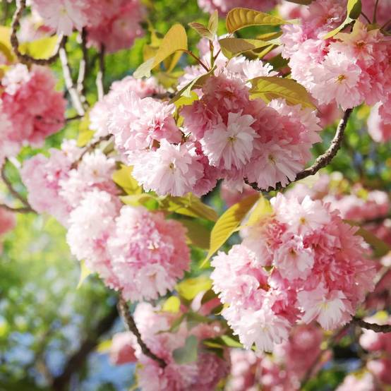 Cerisier à fleurs du Japon 'Kanzan' - Image 1