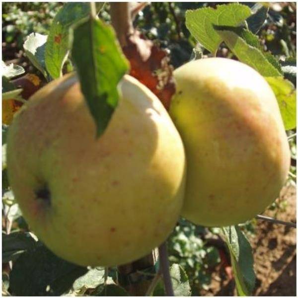 Pommier ancien 'Ménagère' : taille en gobelet - Image 3