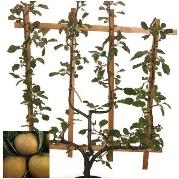 Pommier 'Reinette Du Canada' – Malus Domestica – Arbre Fruitier Rustique En Pot 24 Cm – Récolte Généreuse Et Saveur Incomparable