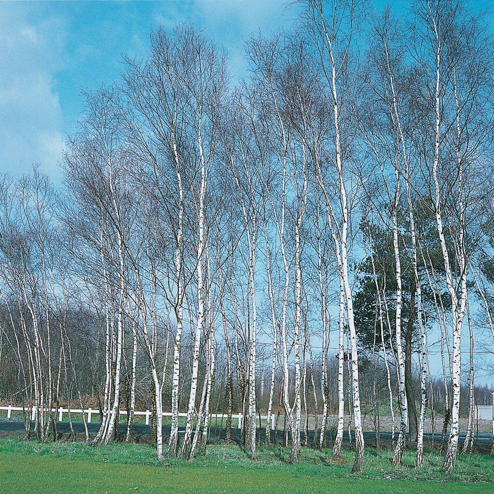 Bouleau blanc - Image 2
