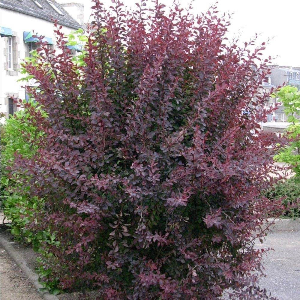 Berbéris de thumberg 'Atropurpurea'