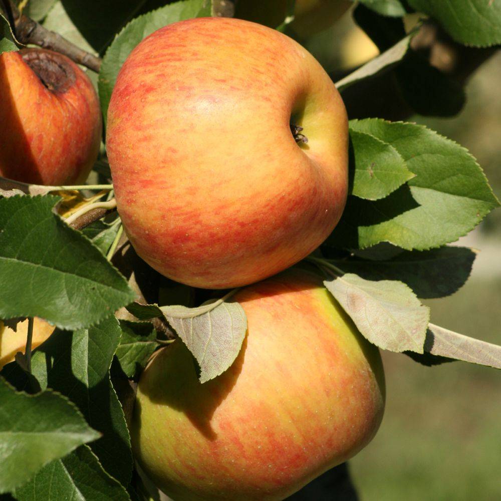 Pommier 'Jonagold' : taille en quenouille, en pot - Image 3