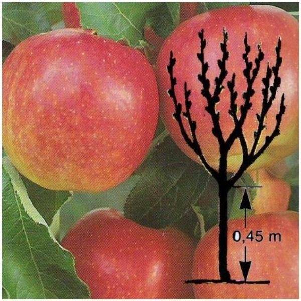 Pommier 'Jonagold' : taille en quenouille, en pot - Image 5