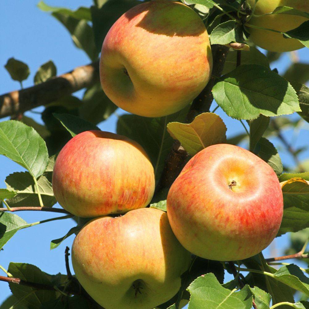 Pommier 'Jonagold' : taille en quenouille, en pot - Image 4