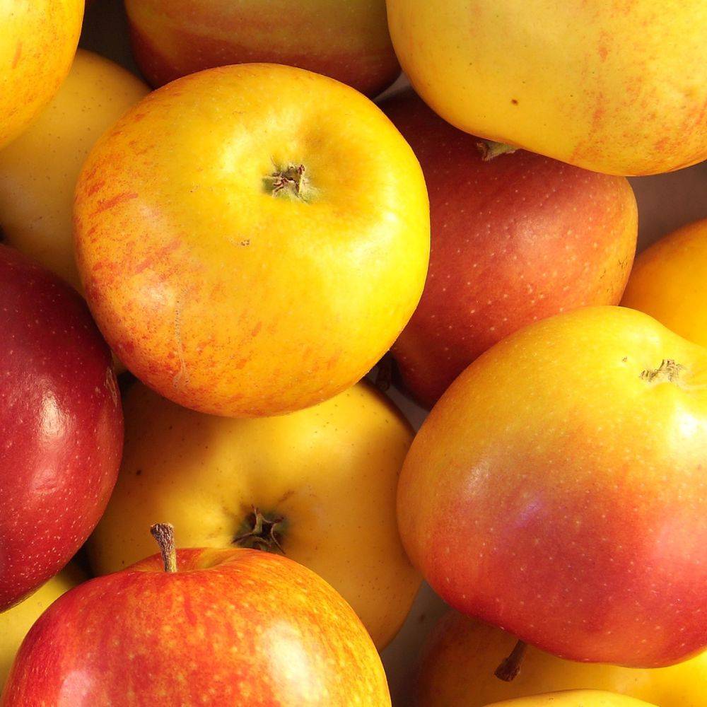 Pommier 'Jonagold' : taille en quenouille, en pot - Image 2