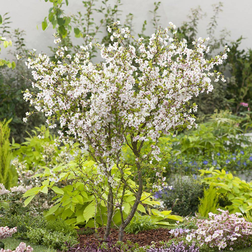 Cerisier à fleurs 'Kojo no Mai' - Cerisier du Japon nain - Image 2