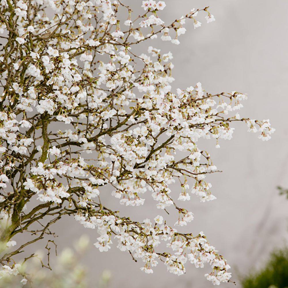 Cerisier à fleurs 'Kojo no Mai' - Cerisier du Japon nain - Image 3
