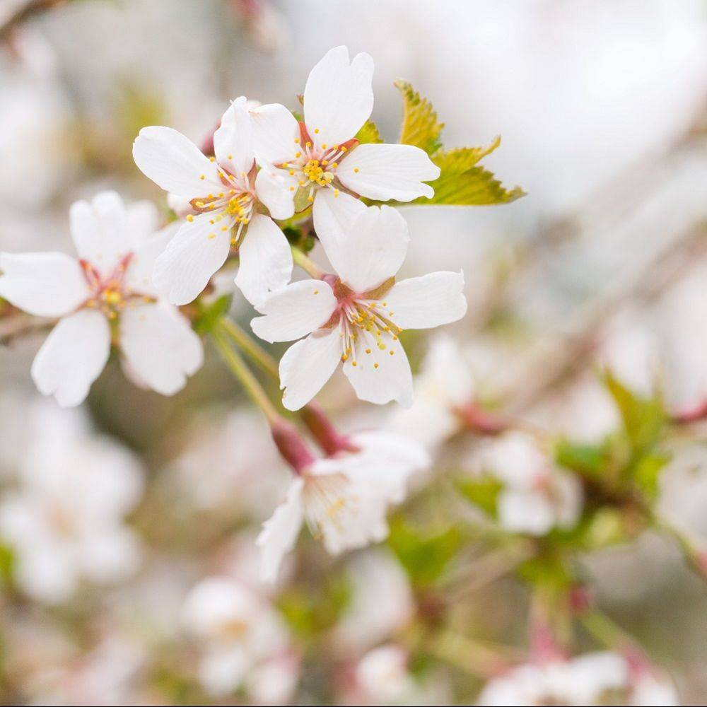 Sitemapcdatahttpswen2windecoocomcerisier Du Japon Jardilandnull
