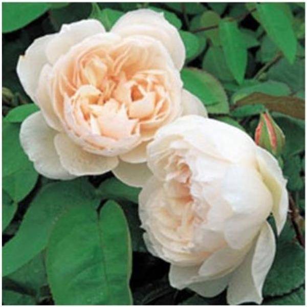 Rosier anglais 'The Generous Gardener®'