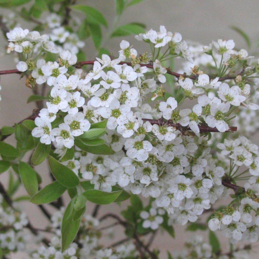 Spirée 'Arguta' - Image 3