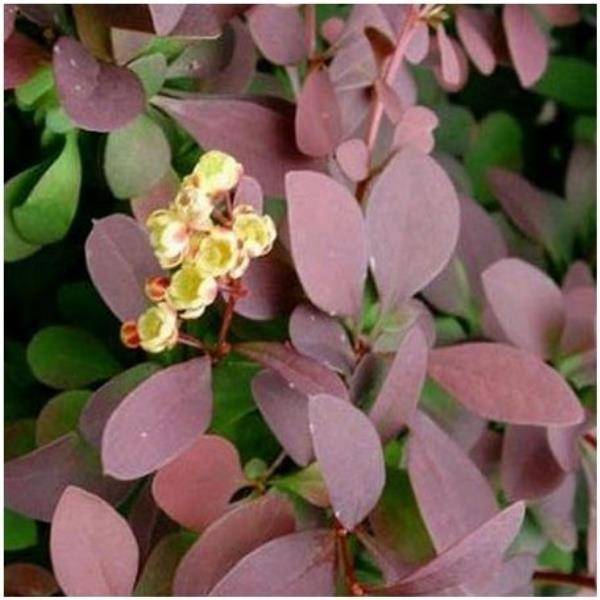 Berberis 'Auricoma'