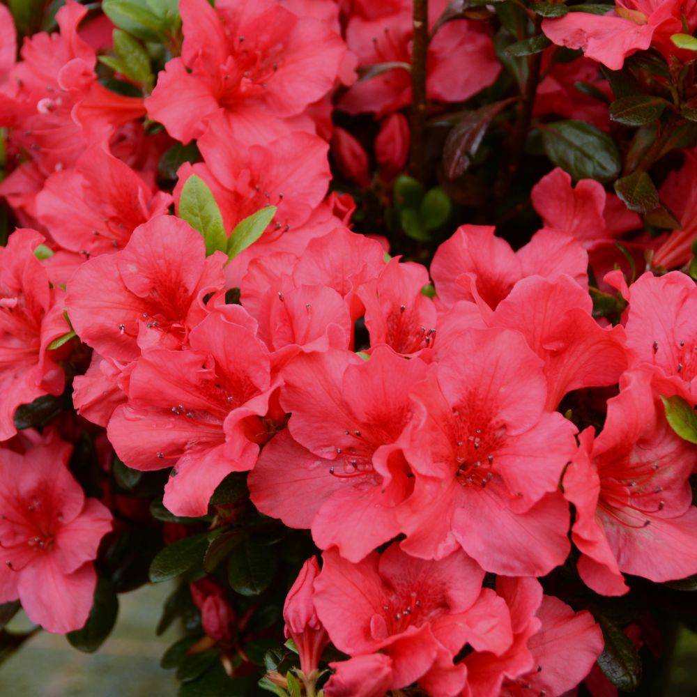 Azalée japonaise 'Johanna' - Image 1